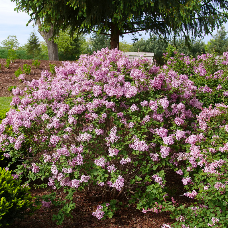 Bloomerang Purpink reblooming lilac in bloom in a pot