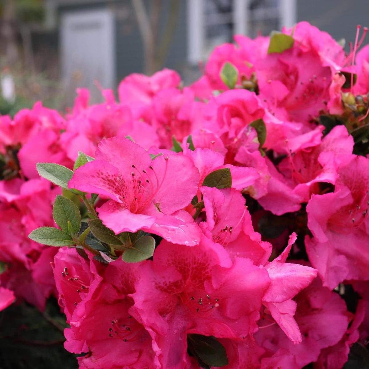 Pink reblooming azalea in a nursery pot