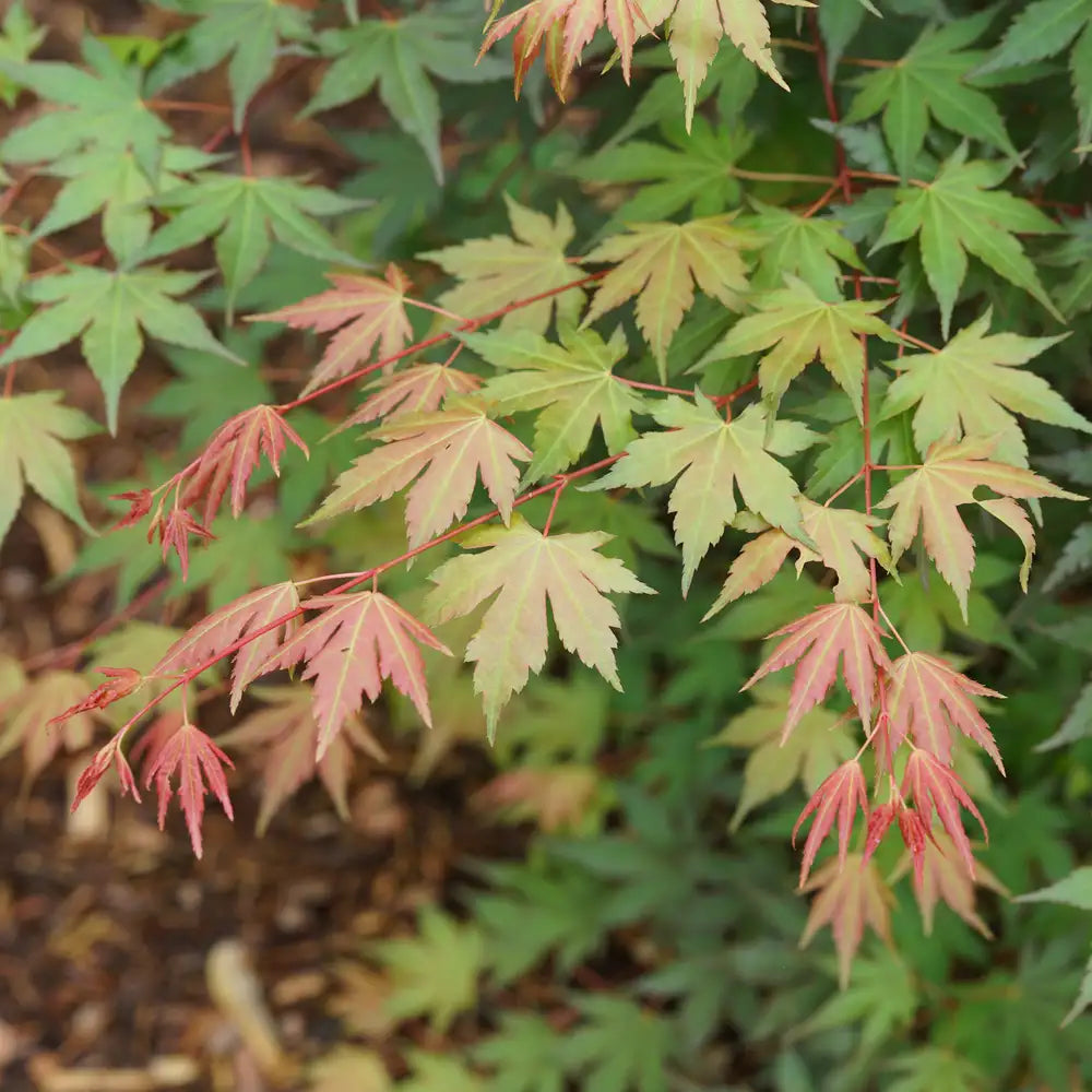 Hot Chana® Japanese Maple | Proven Winners