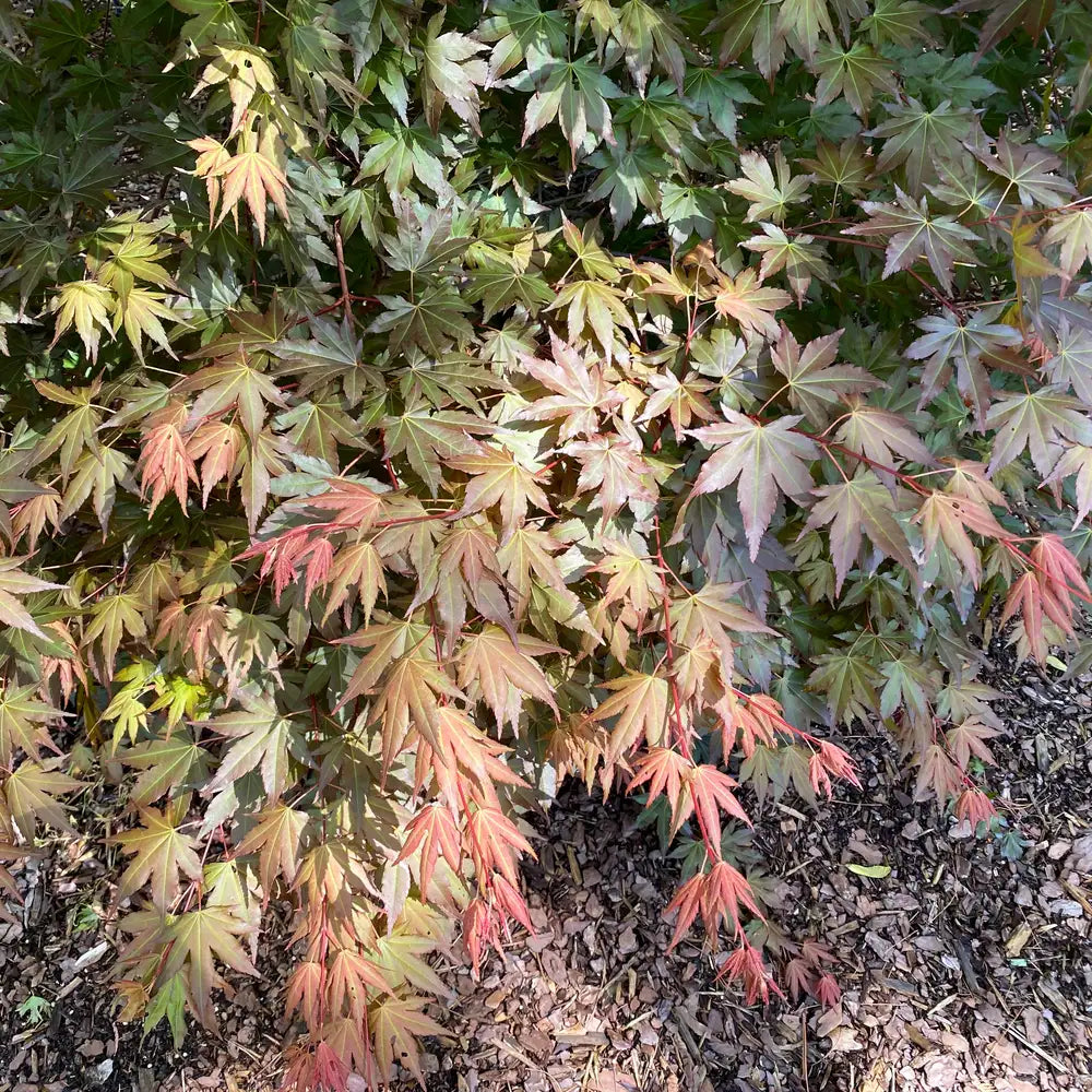 Hot Chana® Japanese Maple | Proven Winners