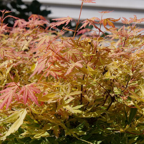 METAMORPHOSA Japanese maple in a nursery container