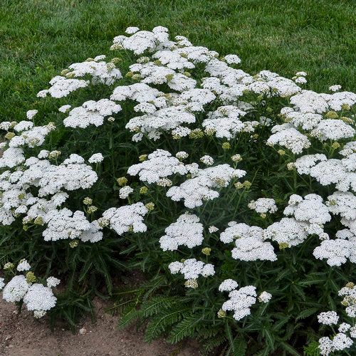 Achillea ‘Firefly Diamond’ | Proven Winners