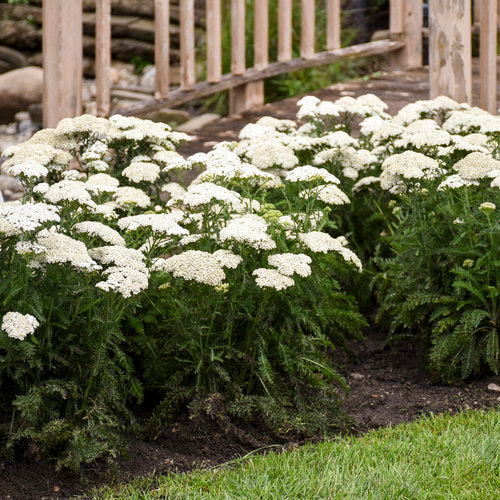 Achillea ‘Firefly Diamond’ | Proven Winners