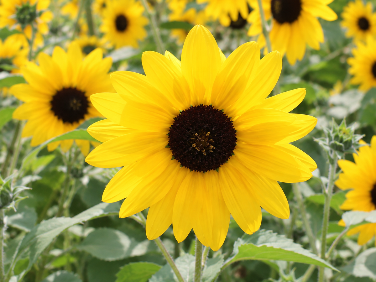 Sunfinity® Single Yellow Sunflower | Creekside Champions™