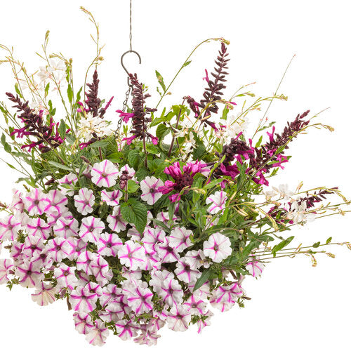 white butterfly flower with white blooms in a pot