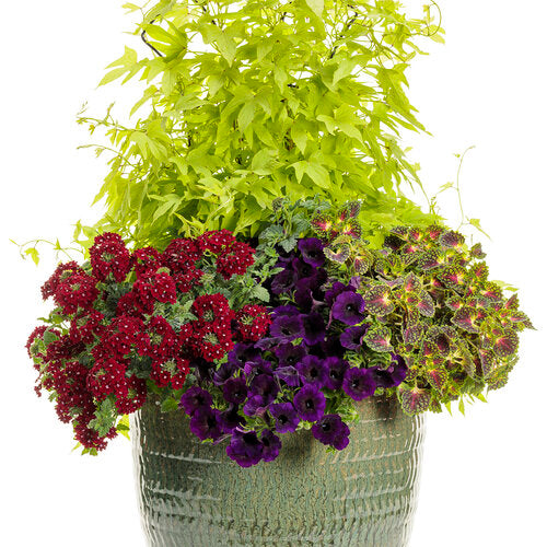 Sweet Caroline Upside™ Key Lime vine in a pot