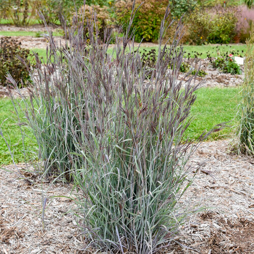 Prairie Winds® 'Blue Steel' Big Bluestem | Proven Winners