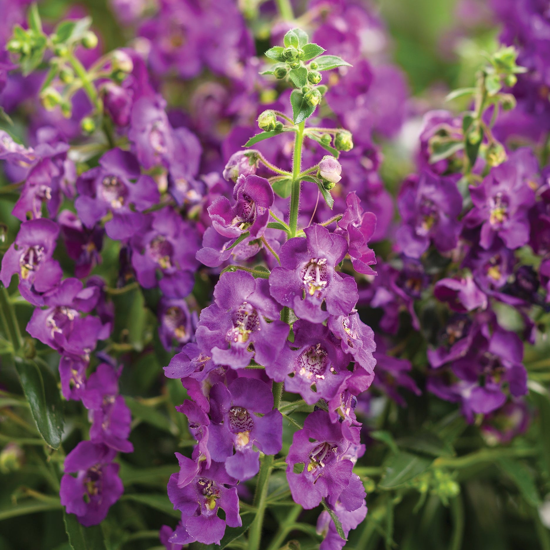 Angelface® Blue Angelonia | Proven Winners® – Creekside Nursery, Inc