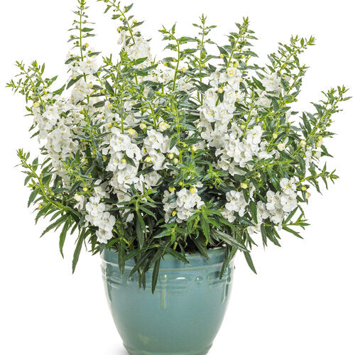 White Angelface angelonia in a nursery pot with white blooms