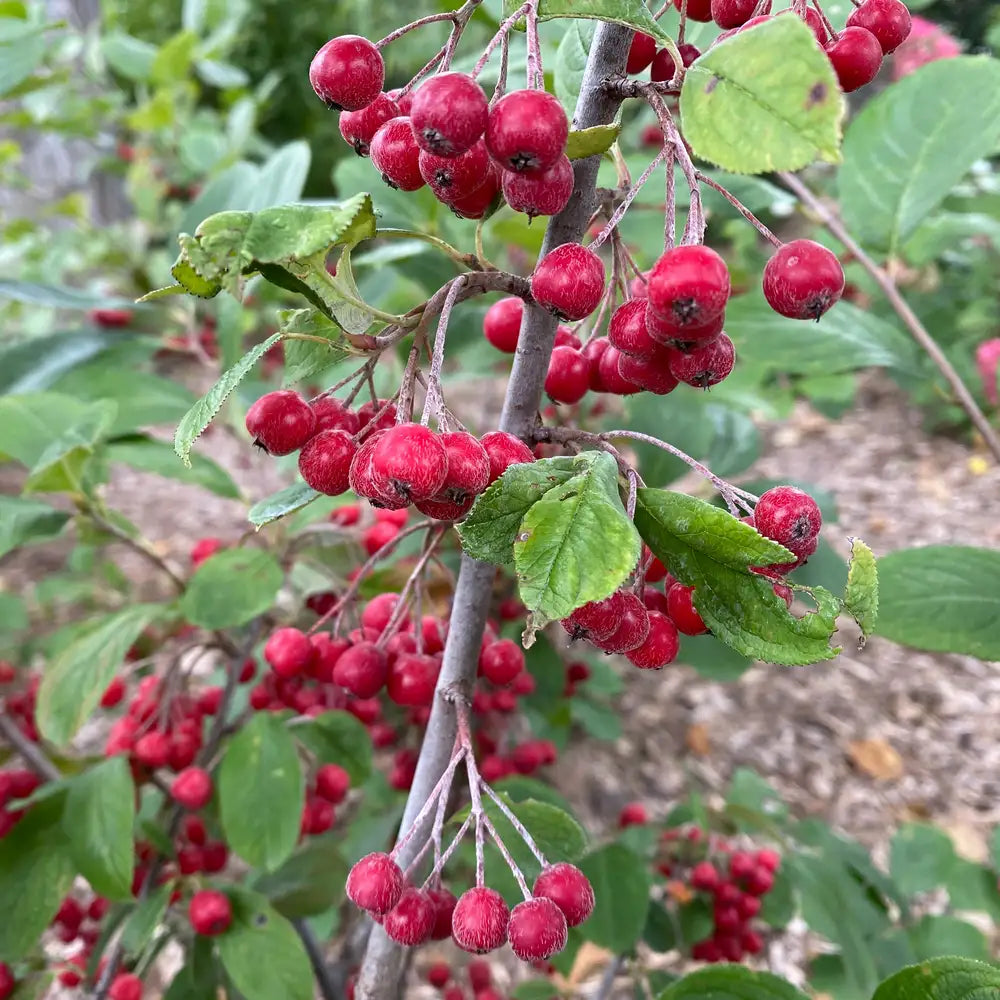 Aronia BERRY SCAPE® | Proven Winners® – Creekside Nursery, Inc