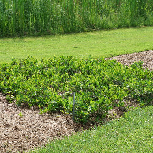 Aronia GROUND HUG® in a container with green foliage
