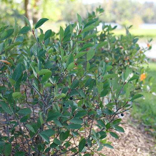 Aronia Low Scape Snowfire shrub with white flowers in pot