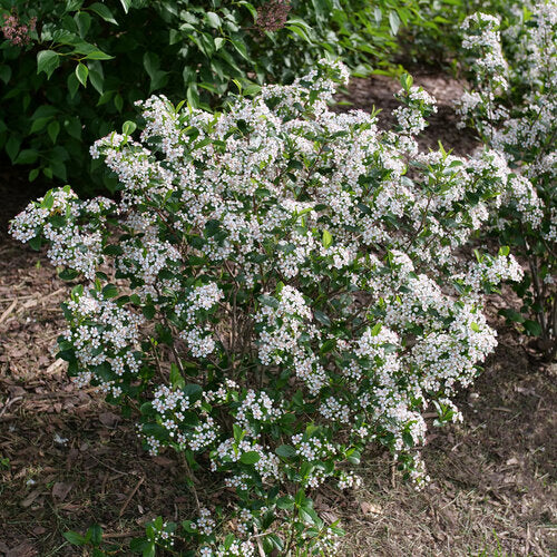 Aronia Low Scape Snowfire with white flowers in a pot