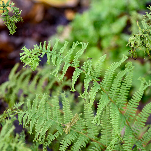 'Fronds Forever' Lady Fern Athyrium | Proven Winners