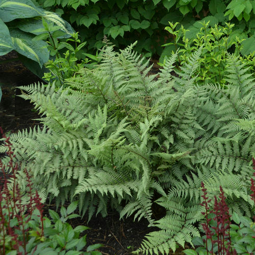 'Ghost' Fern Athyrium | Proven Winners