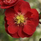 Double Take Scarlet quince shrub with red blooms