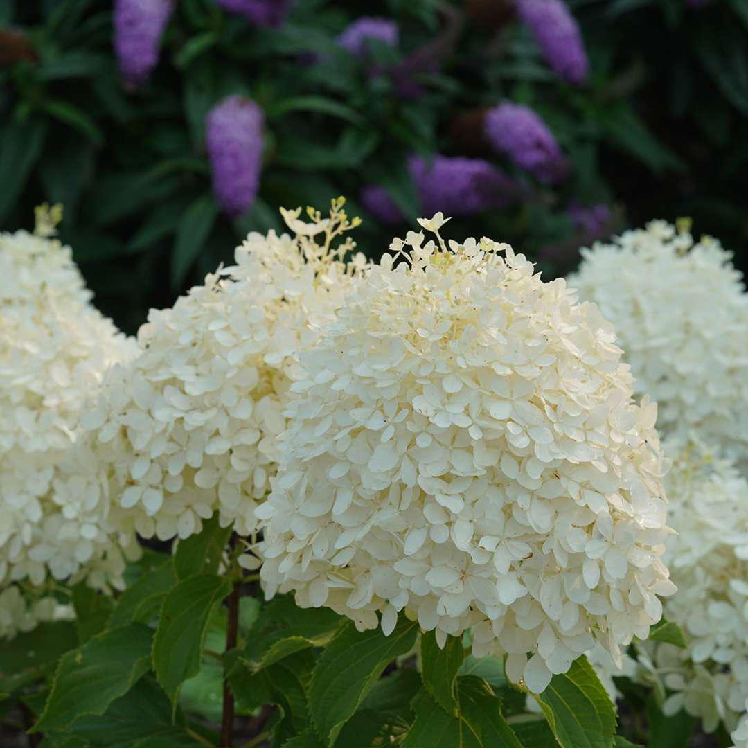 PUFFER FISH hydrangea with pale blooms in a pot