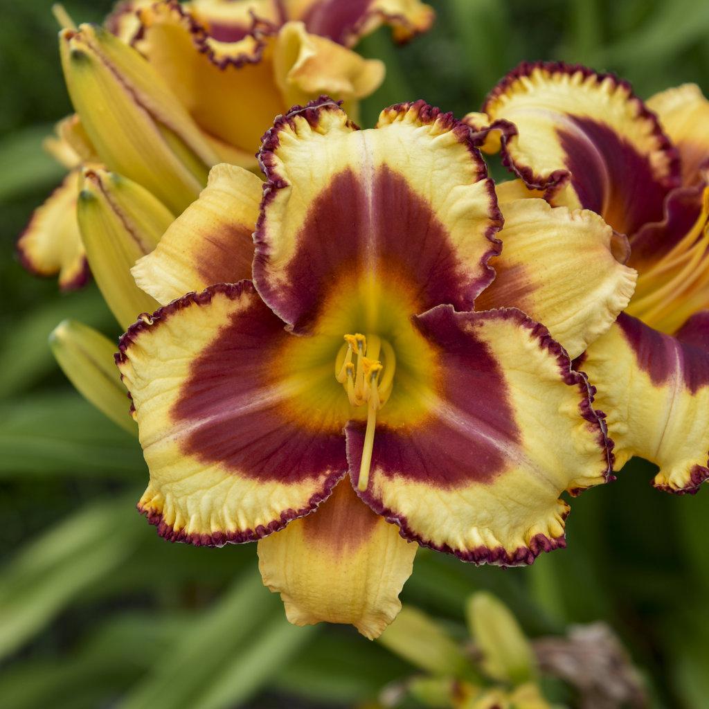 Rainbow Rhythm 'Blazing Glory' daylily | Proven Winners
