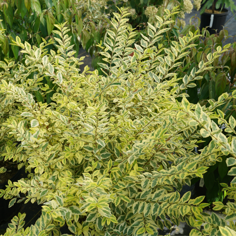 GOOD VIBRATIONS privet shrub in a nursery pot