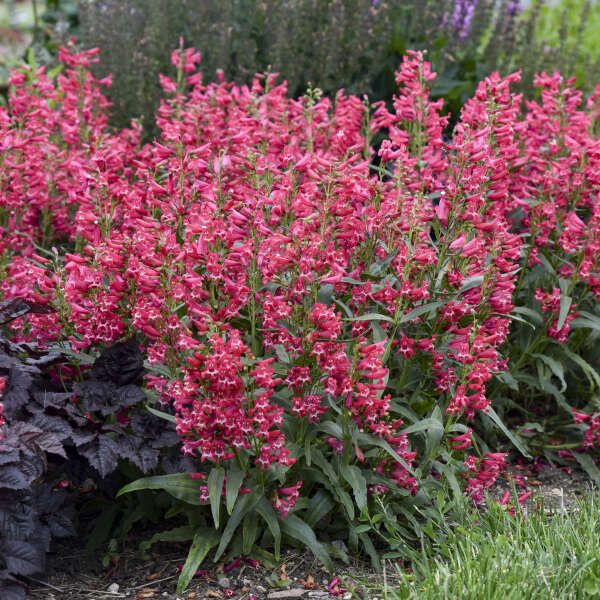 Rose Rhinestones penstemon with pink flowers in a pot