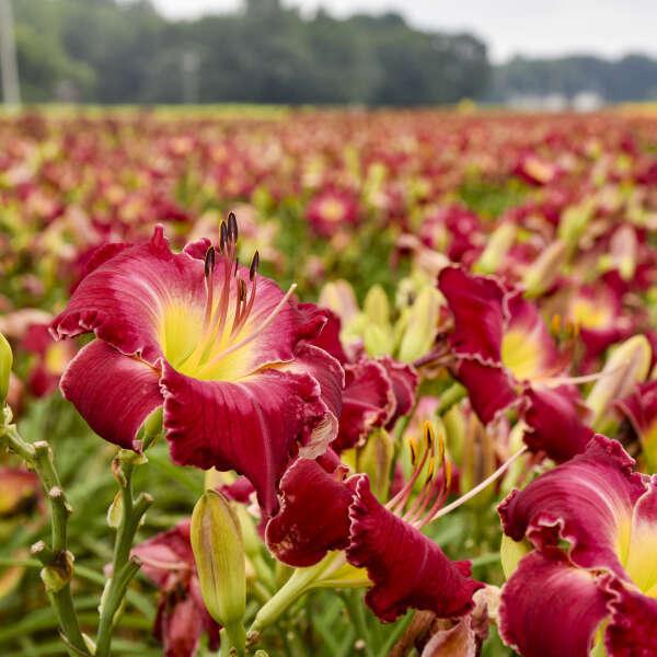 Hemerocallis 'Blood Sweat and Tears' blooming with red flowers