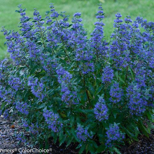 Beyond Midnight bluebeard in a nursery pot