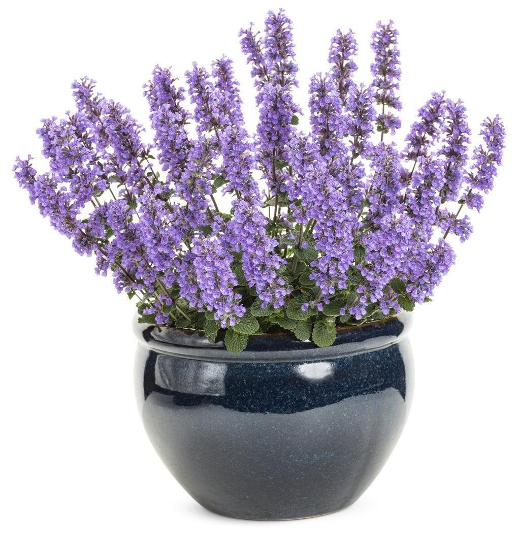 Cat's Pajamas nepeta in a nursery pot