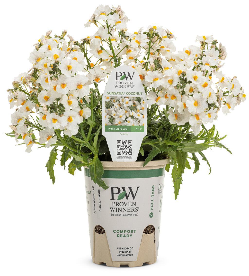 Sunsatia Coconut nemesia with white flowers in a pot