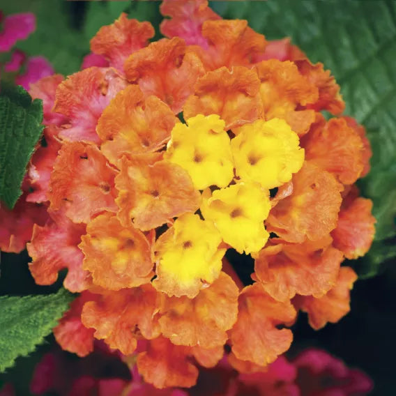 Bandana Cherry Sunrise lantana with orange and yellow blooms