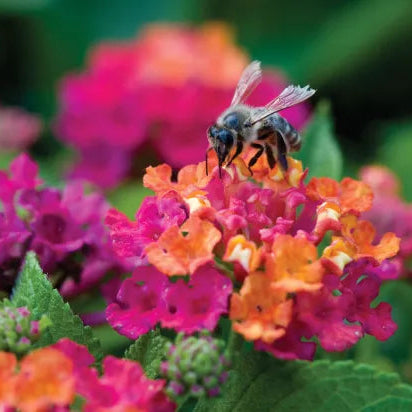 Bandana Cherry Sunrise lantana with orange and pink blooms