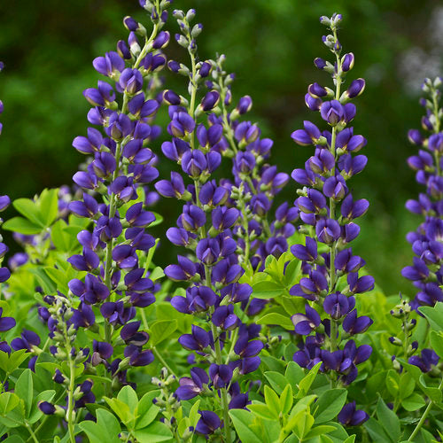 Decadence® 'Sparkling Sapphires' False Indigo Baptisia | Proven Winners