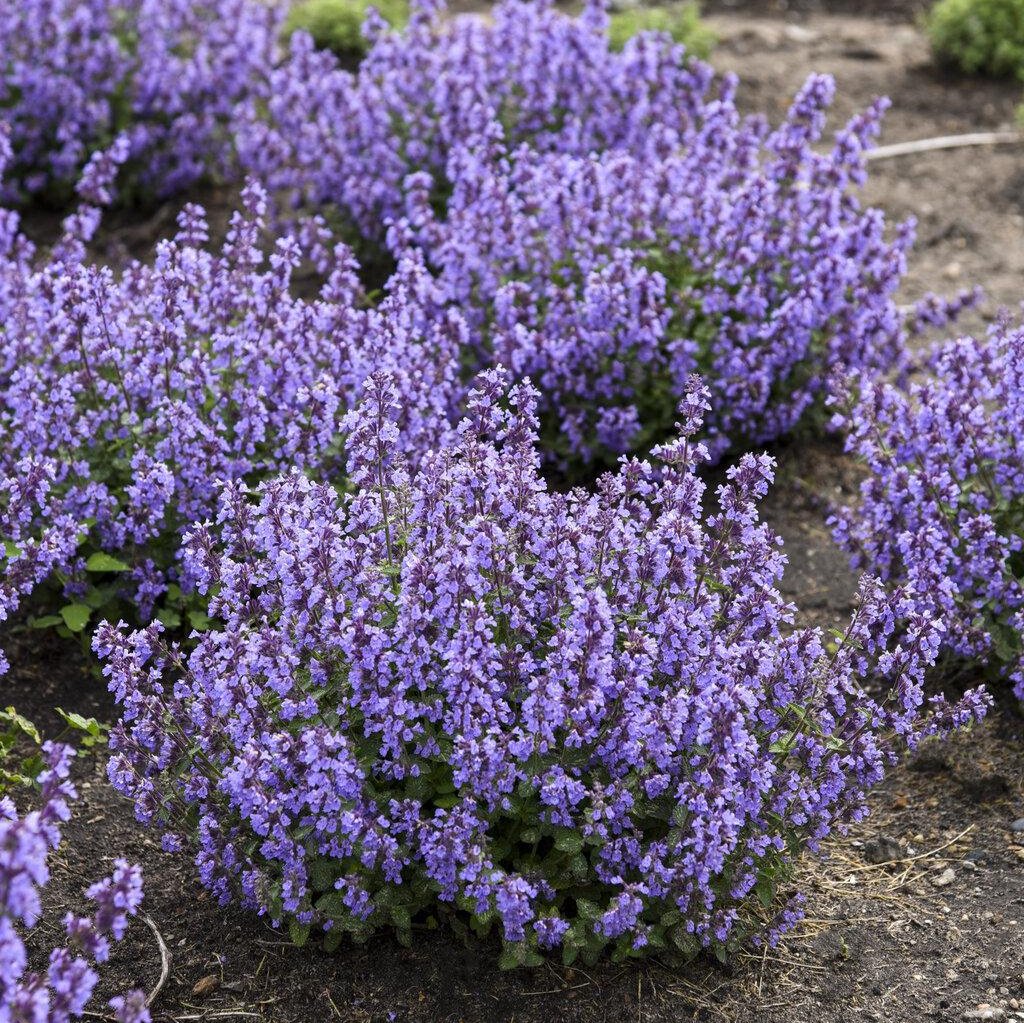 Cat’s Pajamas nepeta in bloom in a nursery pot