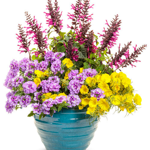 Superlophus Sunglow Texas primrose in bloom in a pot