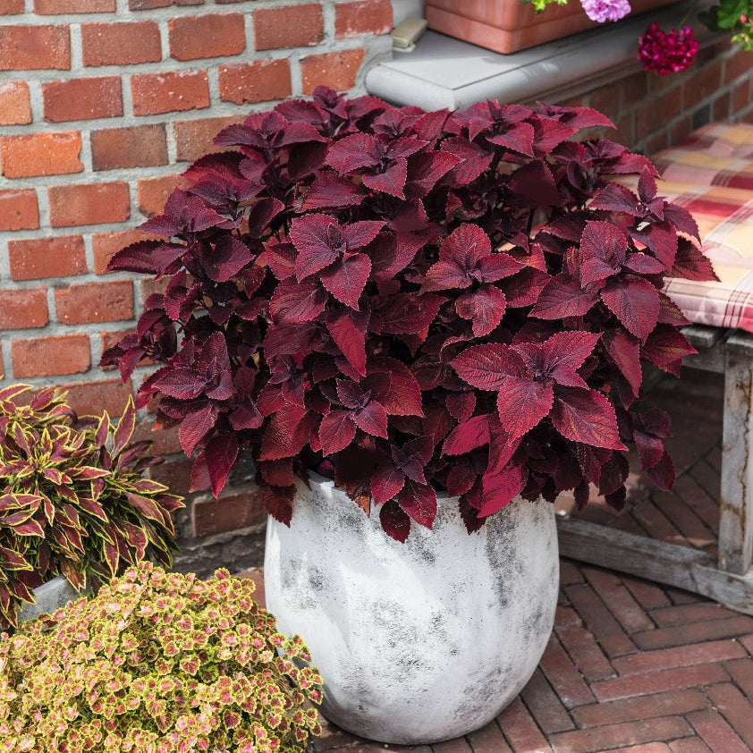 Coleus with colorful leaves in a pot
