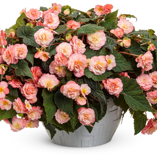 Double Delight Blush rose begonia in a nursery pot