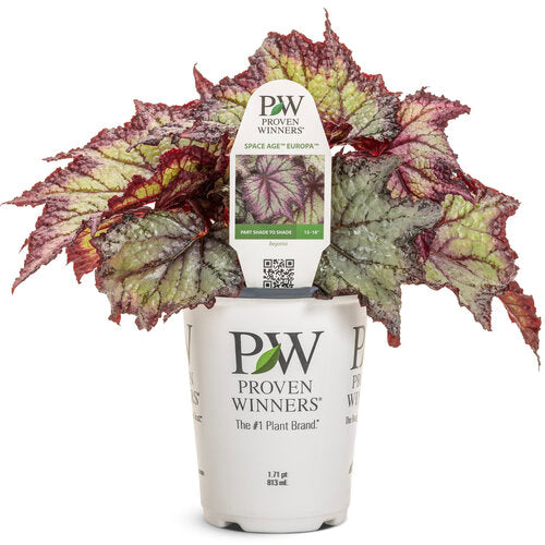 Begonia Space Age Europa | Proven Winners®