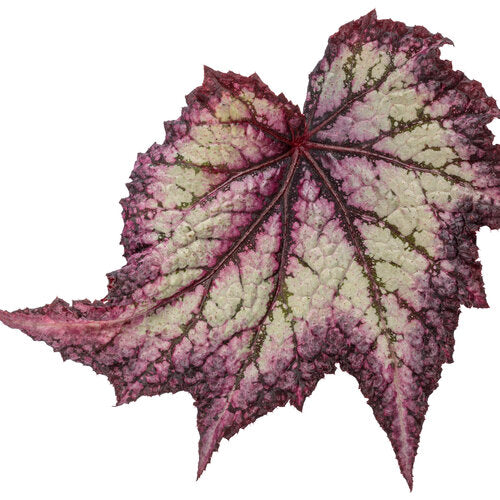 Begonia Space Age Europa | Proven Winners®