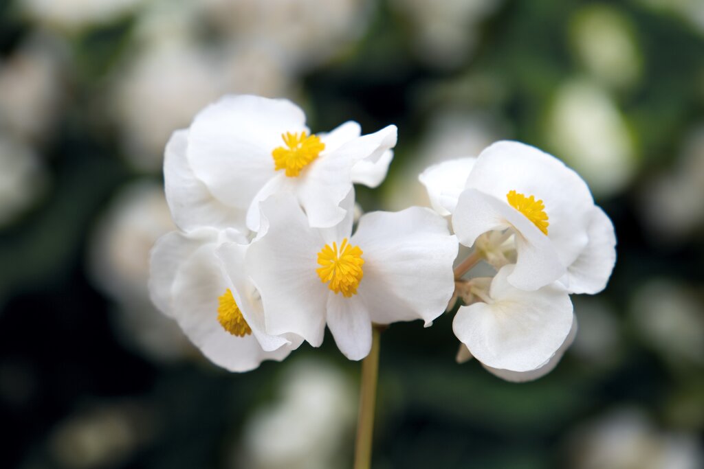 White Surefire begonia in a nursery pot