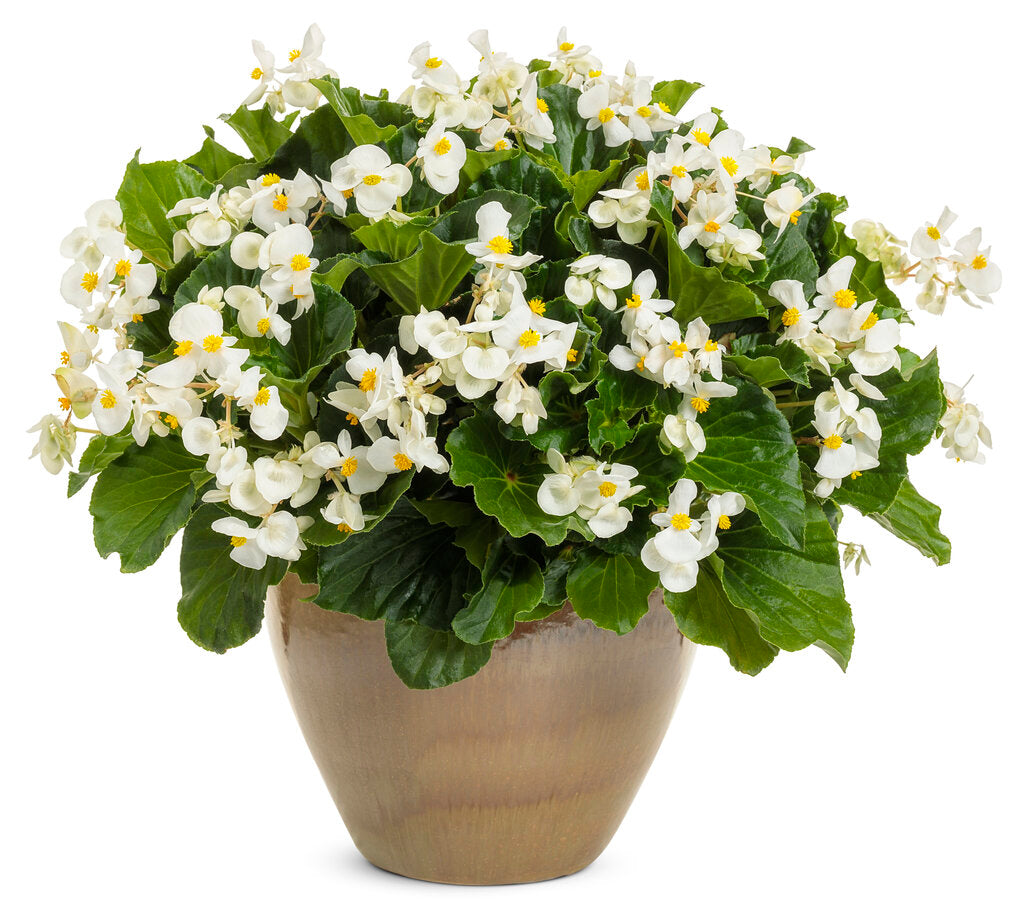 White Surefire begonia in a pot with green leaves