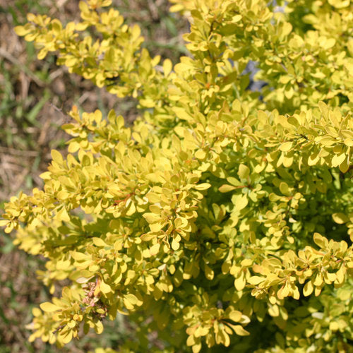 Sunjoy Citrus barberry in a pot with bright yellow foliage
