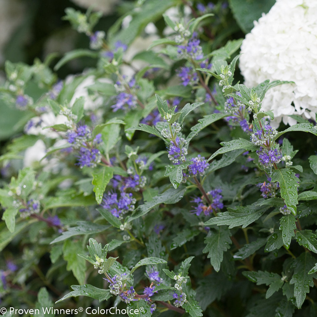 Beyond Midnight Bluebeard in a container with blue flowers