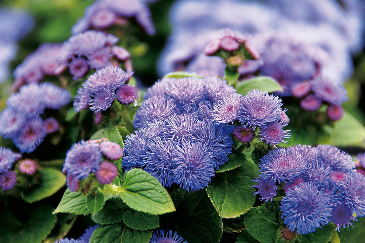 Artist Blue ageratum with blue flower clusters in a pot