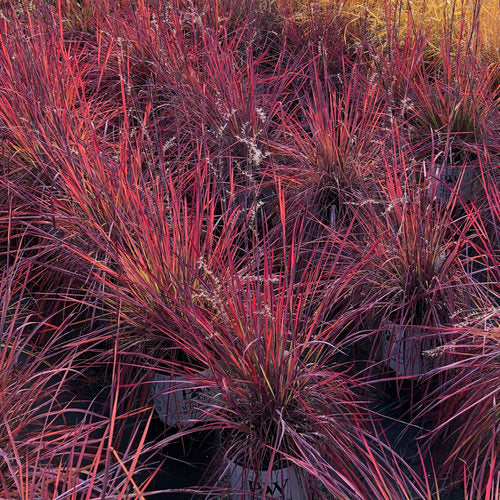 Prairie Winds Blue Paradise little bluestem in a pot