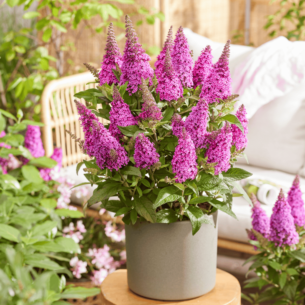Li'l Cerise™ Butterfly Bush – Creekside Nursery, Inc