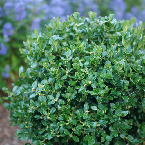 Neatball - Boxwood