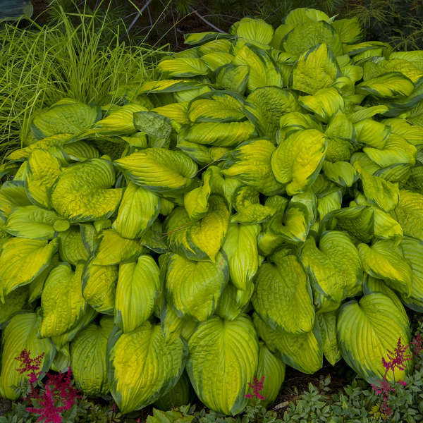 Stained Glass hosta with variegated leaves in a pot
