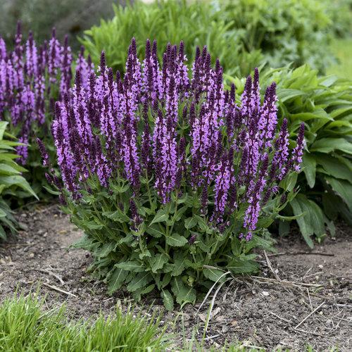 Salvia 'Pink Profusion' with pink flower spikes in pot