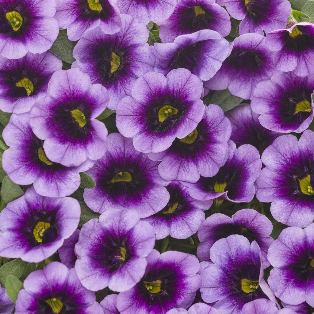 Superbells® Blue Moon Punch™ Calibrachoa | Proven Winners
