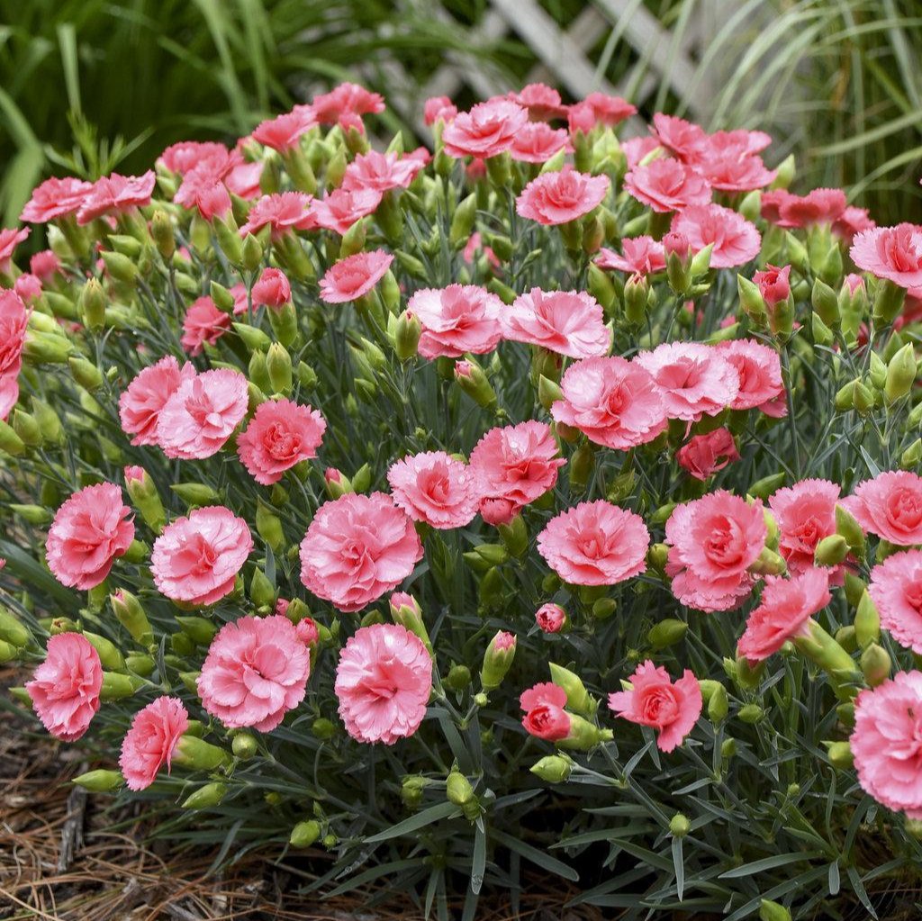 Fruit Punch® 'Classic Coral' Dianthus | Proven Winners