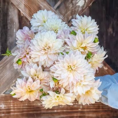 Cafe Au Lait dahlia bloom in a garden setting